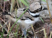 newly hatched killdeer.
photo courtesy of birdmandea