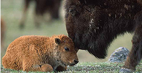 Bison Picture Courtesy of H.S.U.S.