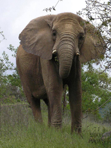 African Elephant #71