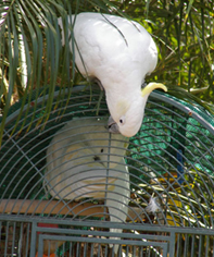 A Tale of two Cockatoos