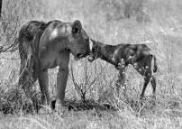 Kamunyak and Oryx calf, nose to nose.