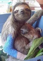 rescued mama sloth with broken arm holding her infant