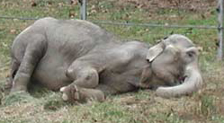 Lota was finally able to lay down for the first time in decades at The Elephant Sanctuary