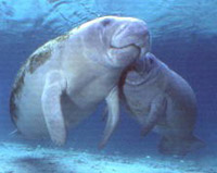 Manatee Mother and Calf