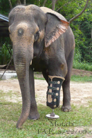 Motala's Prosthetic Has Been Repaired..Aug. 22, 2009