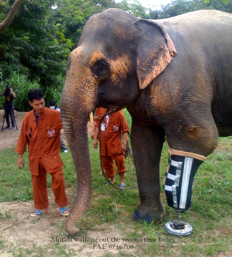 Motala walks for the second time