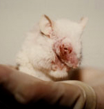 mouse used for testing, how sad