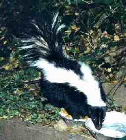 skunk with front feet in food dish, drinking water from second dish