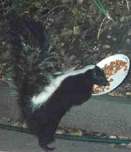 standing skunk eating