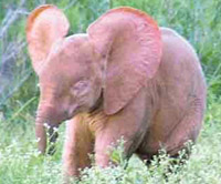 baby albino elephant