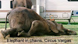 A Circus Vargas Elephant's Day