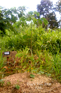 Tiny's Tree 2008