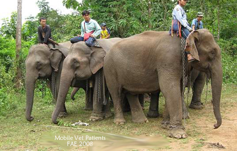 Mobile Vet Patients Waiting 2008