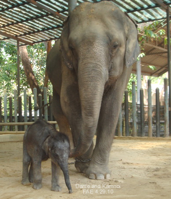 Dante and mama Kamnoi