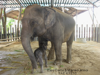 Baby Dante and Mama Kamnoi