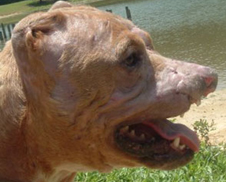 Gypsy at the park watching ducks