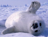 baby harp seal