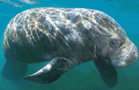 Manatee