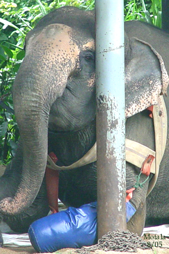 Motala, August 2005, wearing her pre-prosthetic.