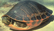 red bellied turtle close up courtesy savetheredbelly.org