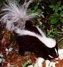 small skunk eating