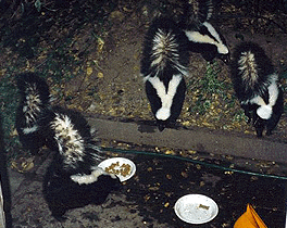 five skunks