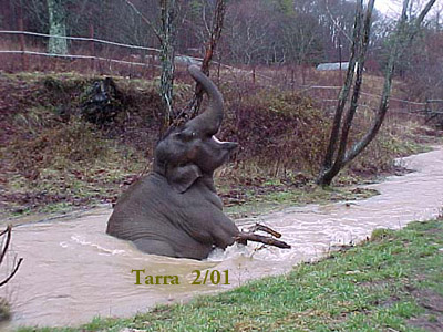 Tarra and the swollen creek, February 2001